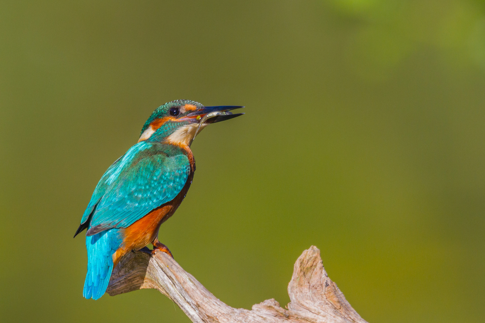 Eisvogel (Alcedo atthis)