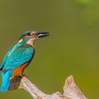 Eisvogel (Alcedo atthis)