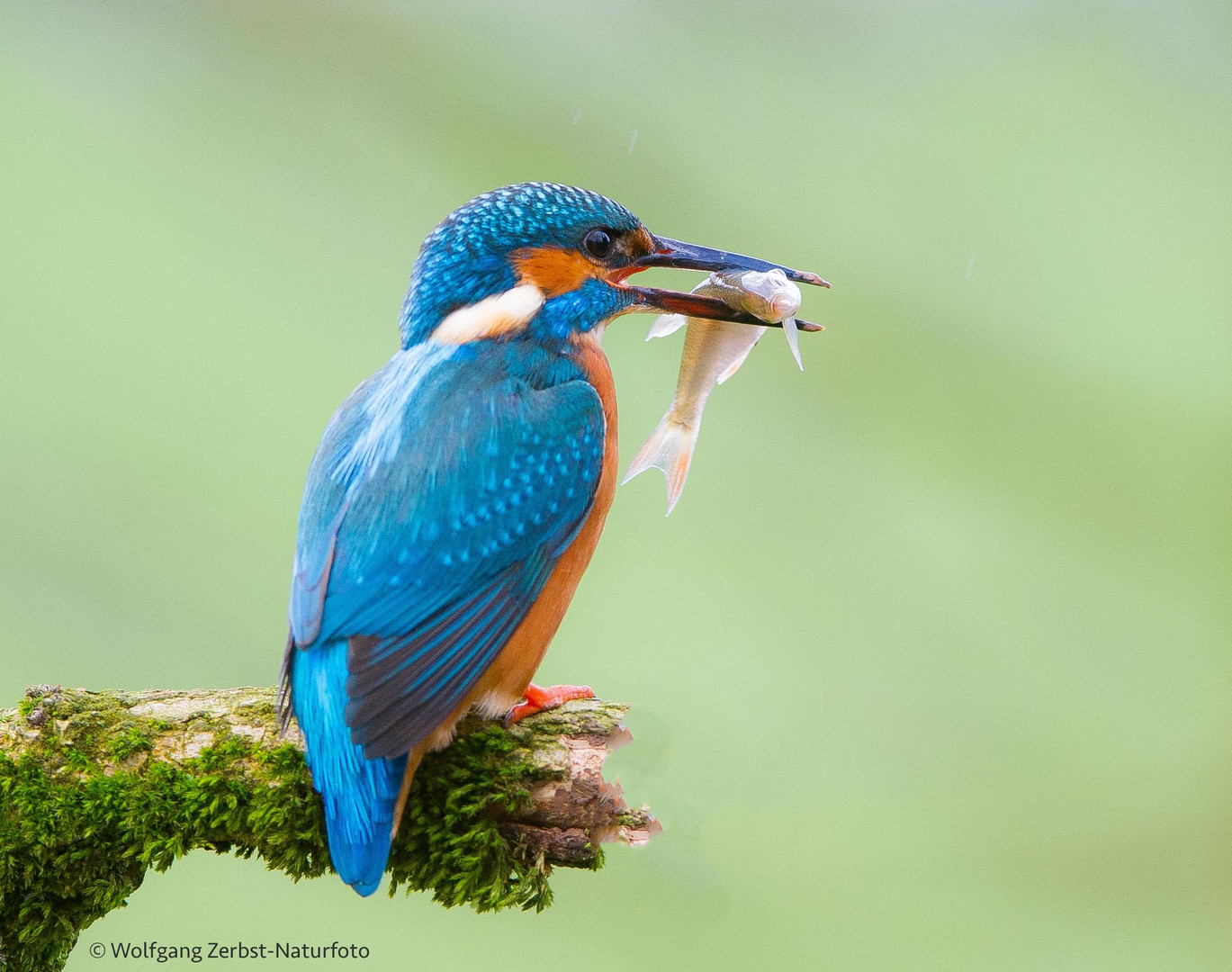 --- Eisvogel ---  ( Alcedo atthis )