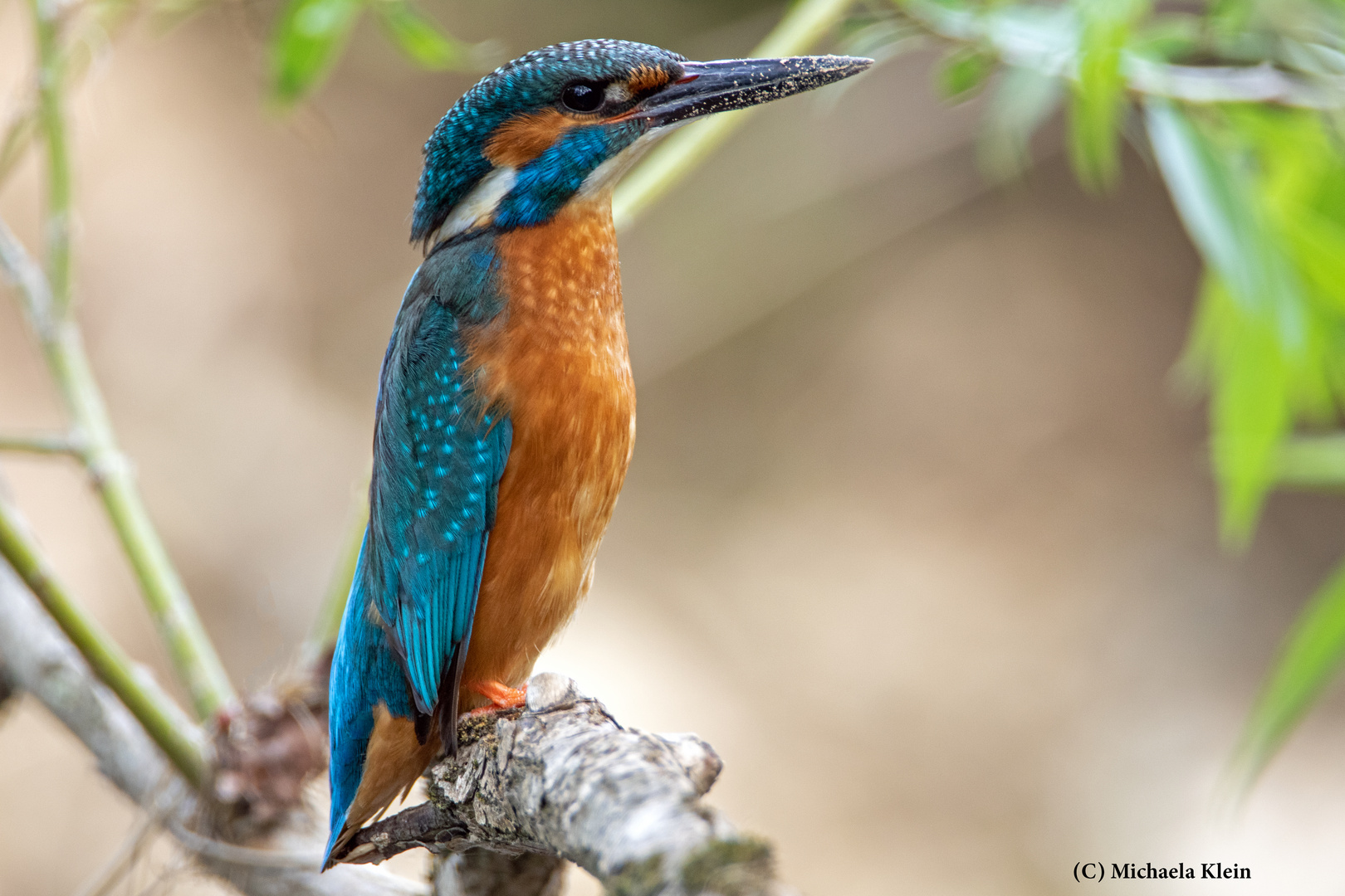 Eisvogel  (Alcedo atthis)