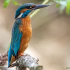 Eisvogel  (Alcedo atthis)