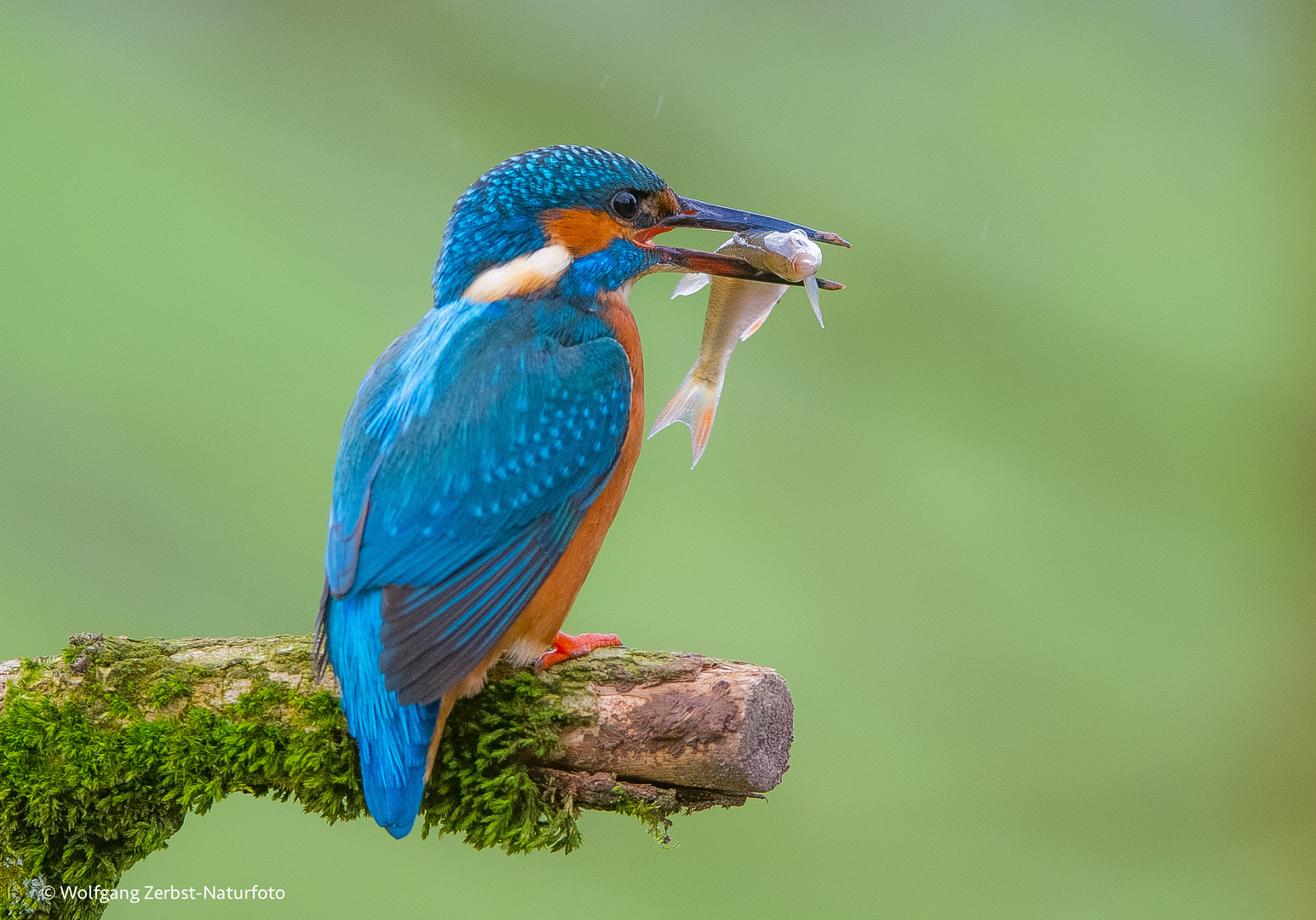 ---Eisvogel ---   ( Alcedo atthis )