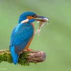 ---Eisvogel ---   ( Alcedo atthis )