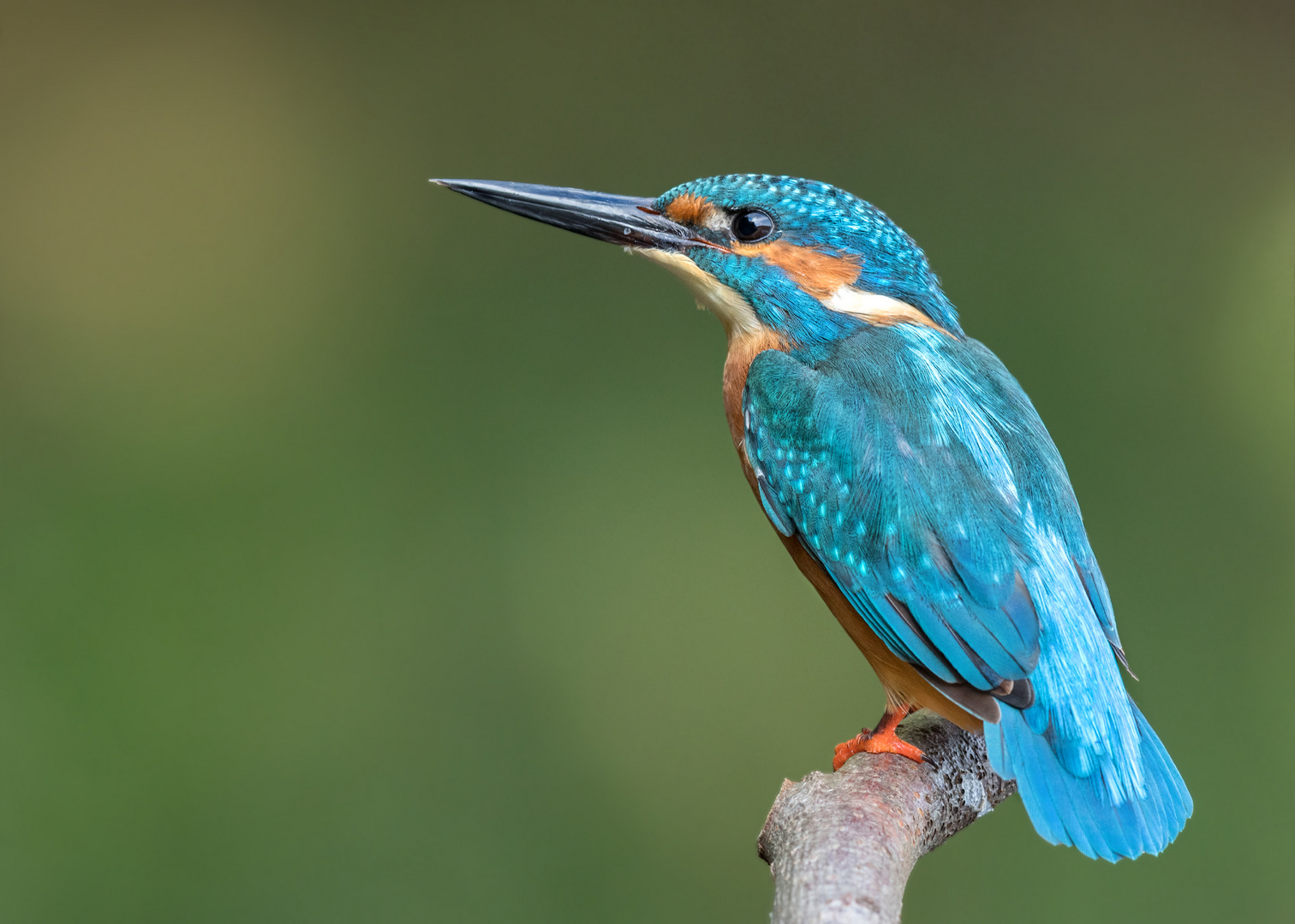 Eisvogel (Alcedo atthis) 