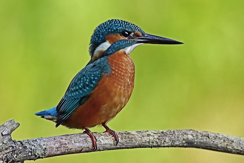 Eisvogel (Alcedo atthis)