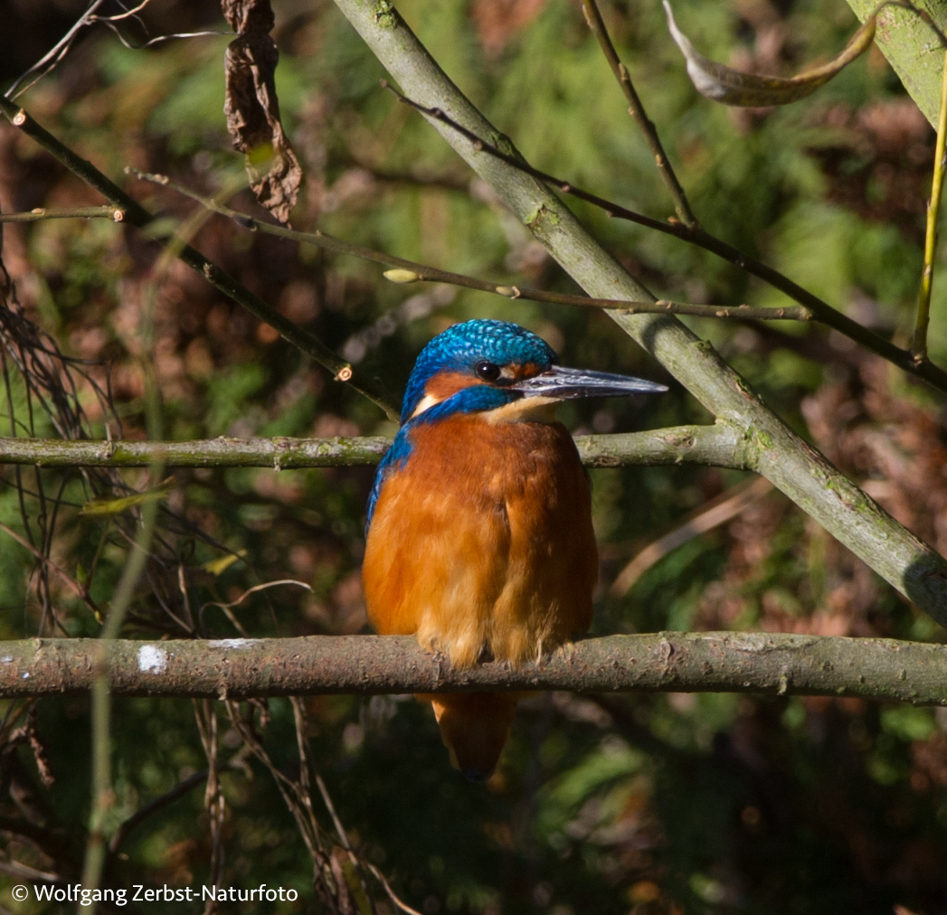 - Eisvogel -  ( Alcedo atthis )