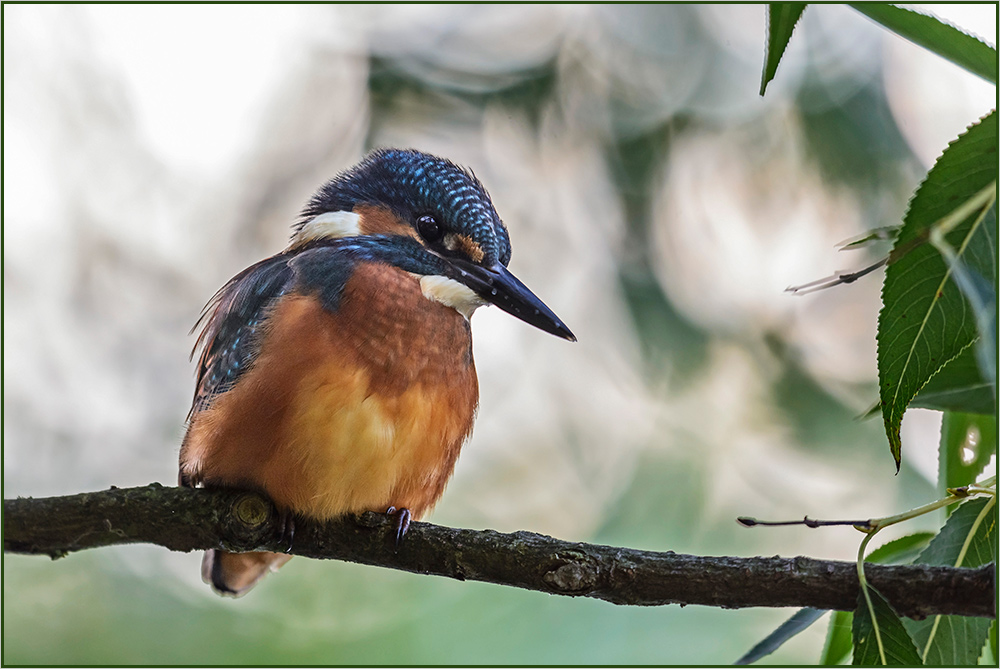 Eisvogel (Alcedo atthis)