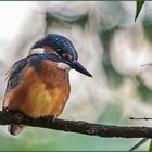 Eisvogel (Alcedo atthis)