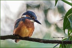 Eisvogel (Alcedo atthis)