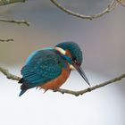 Eisvogel  (Alcedo atthis) 