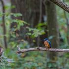 Eisvogel (Alcedo atthis)