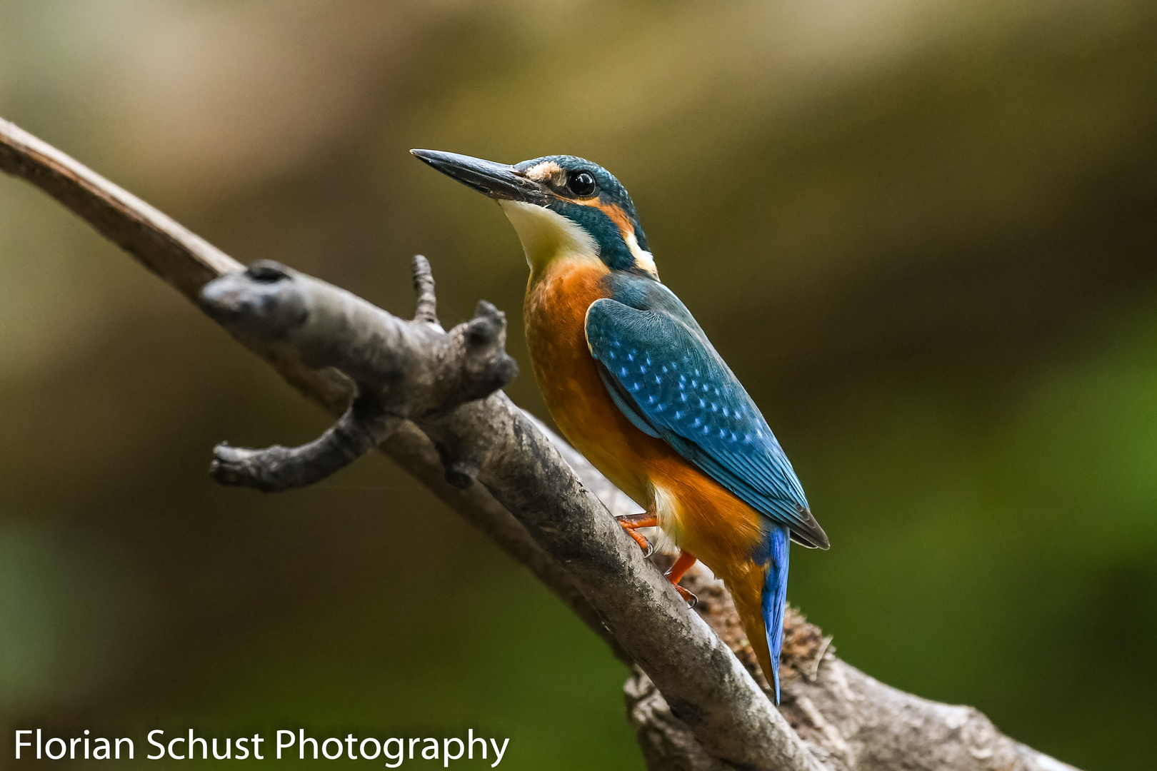 Eisvogel (Alcedo Atthis)