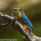 Eisvogel (Alcedo Atthis)