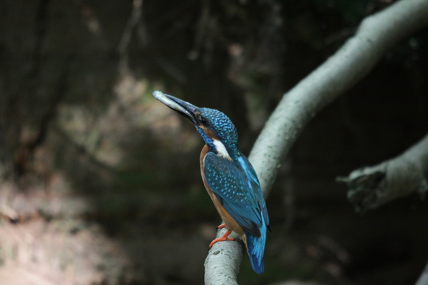 Eisvogel (Alcedo atthis) .