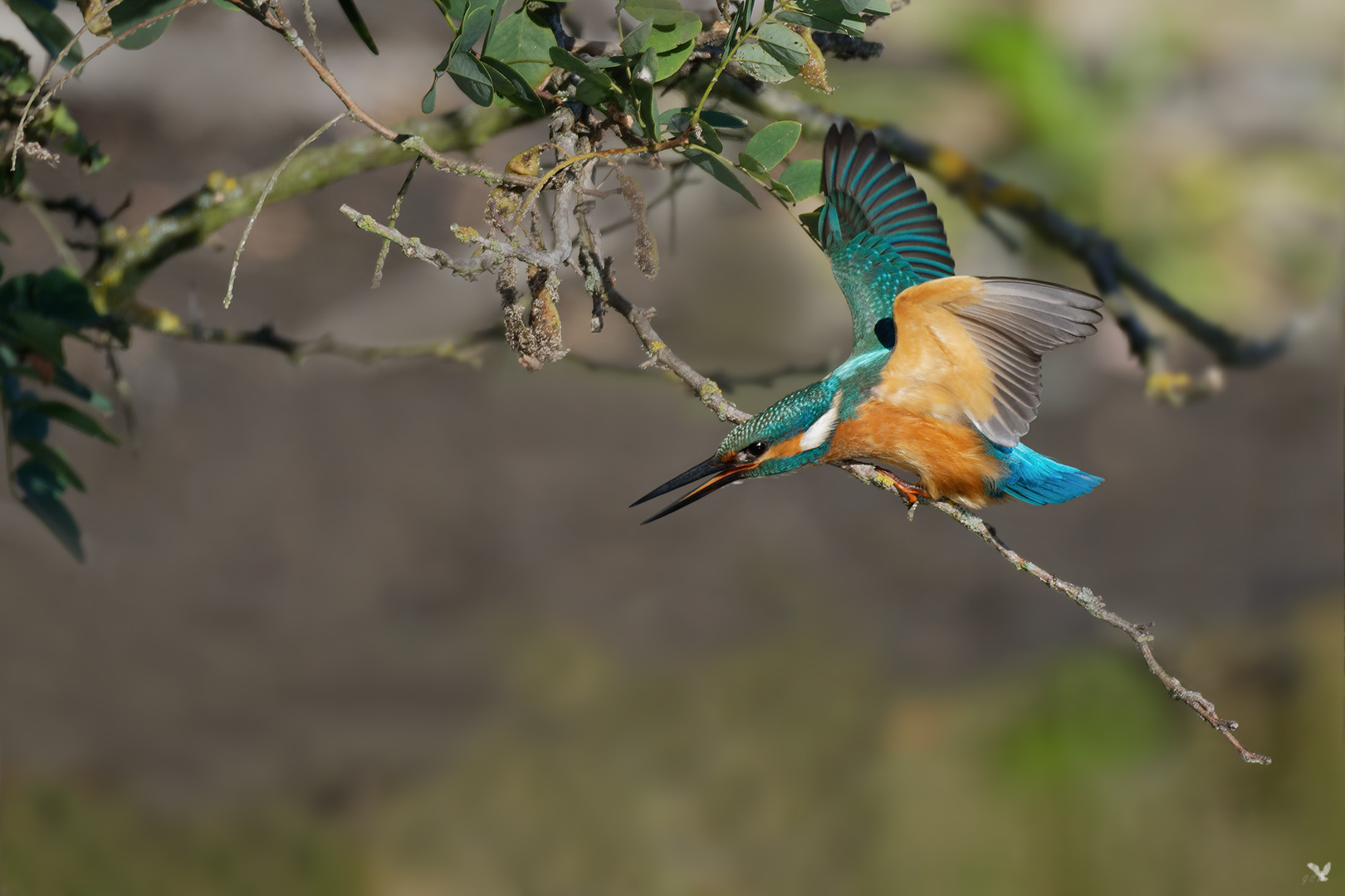 Eisvogel (Alcedo atthis) ...