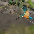 Eisvogel (Alcedo atthis) ...