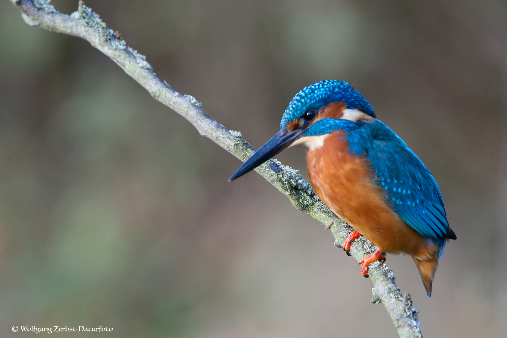 --- Eisvogel ---     ( Alcedo atthis )