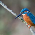 --- Eisvogel ---     ( Alcedo atthis )