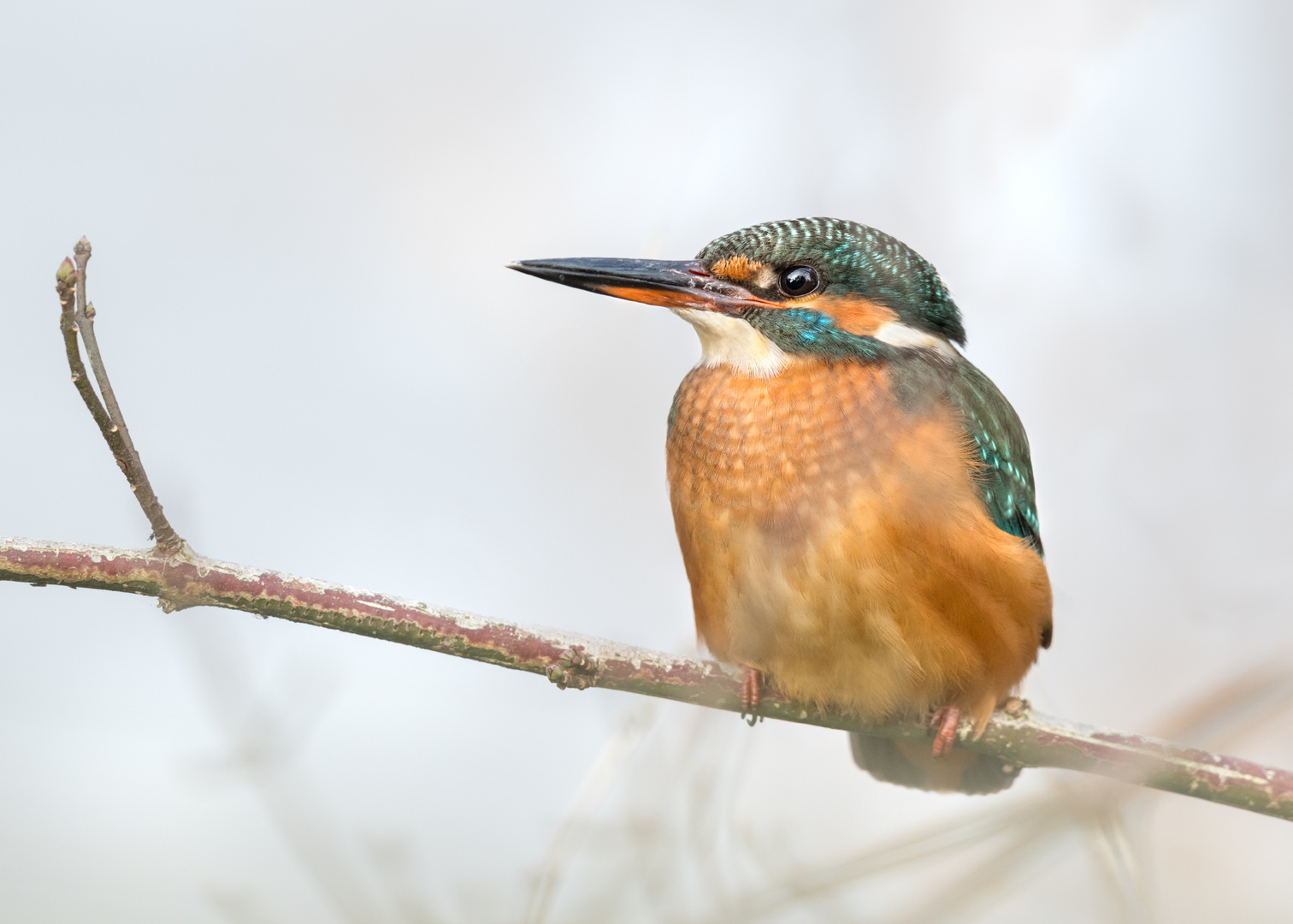 Eisvogel (Alcedo atthis)