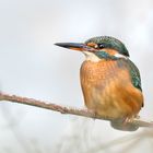 Eisvogel (Alcedo atthis)