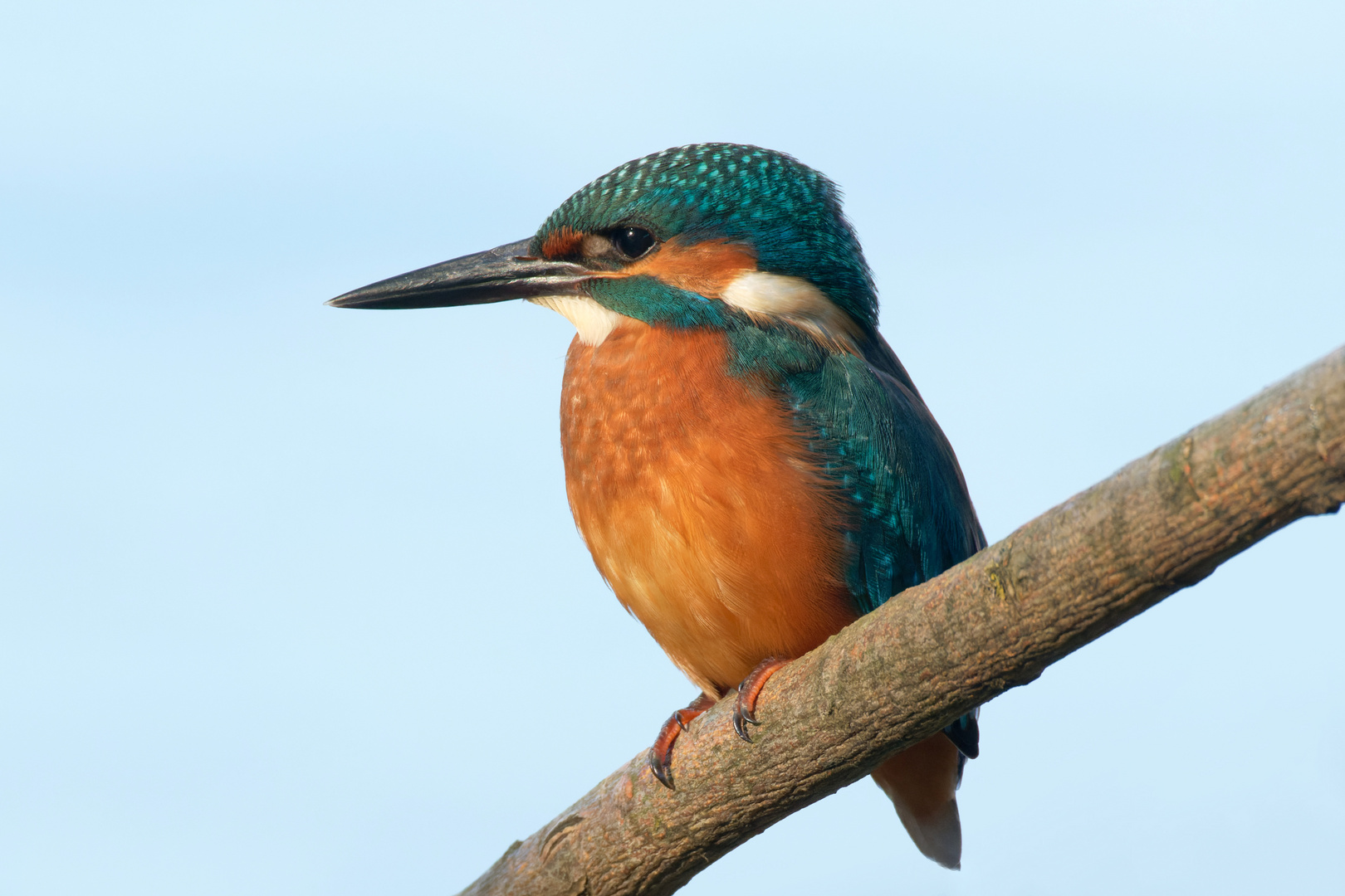 Eisvogel  (Alcedo atthis) 