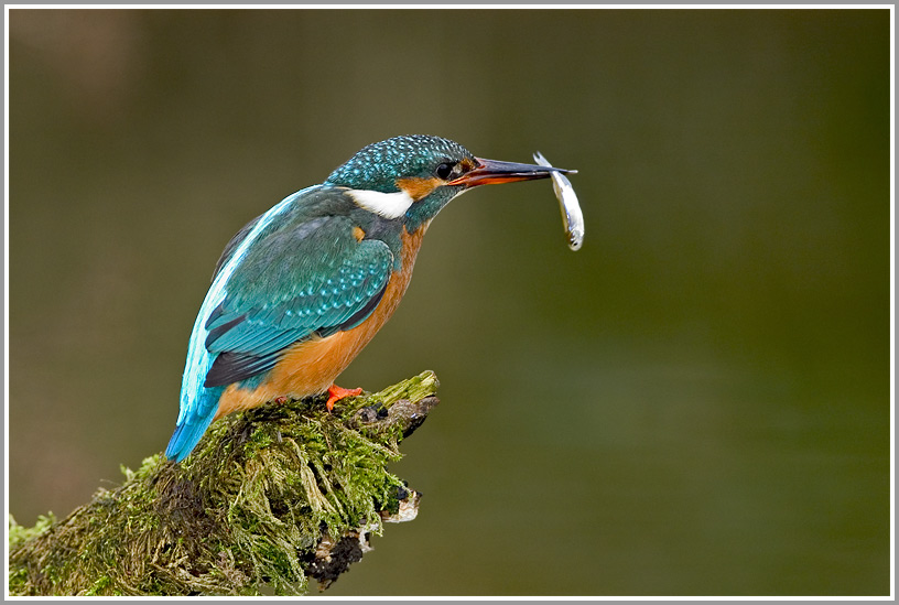 Eisvogel (Alcedo atthis)