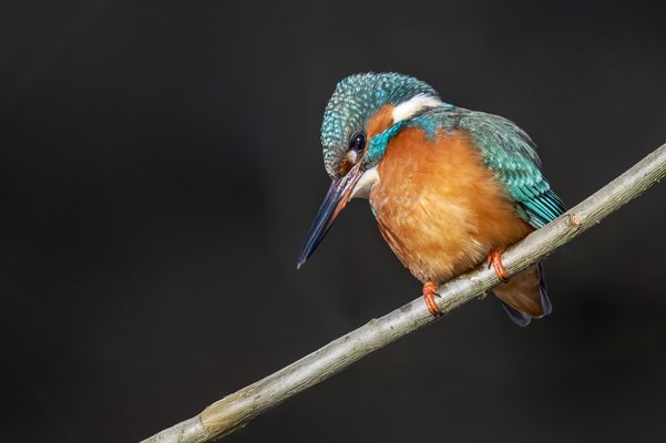  Eisvogel (Alcedo atthis) 