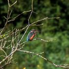 Eisvogel (Alcedo atthis)