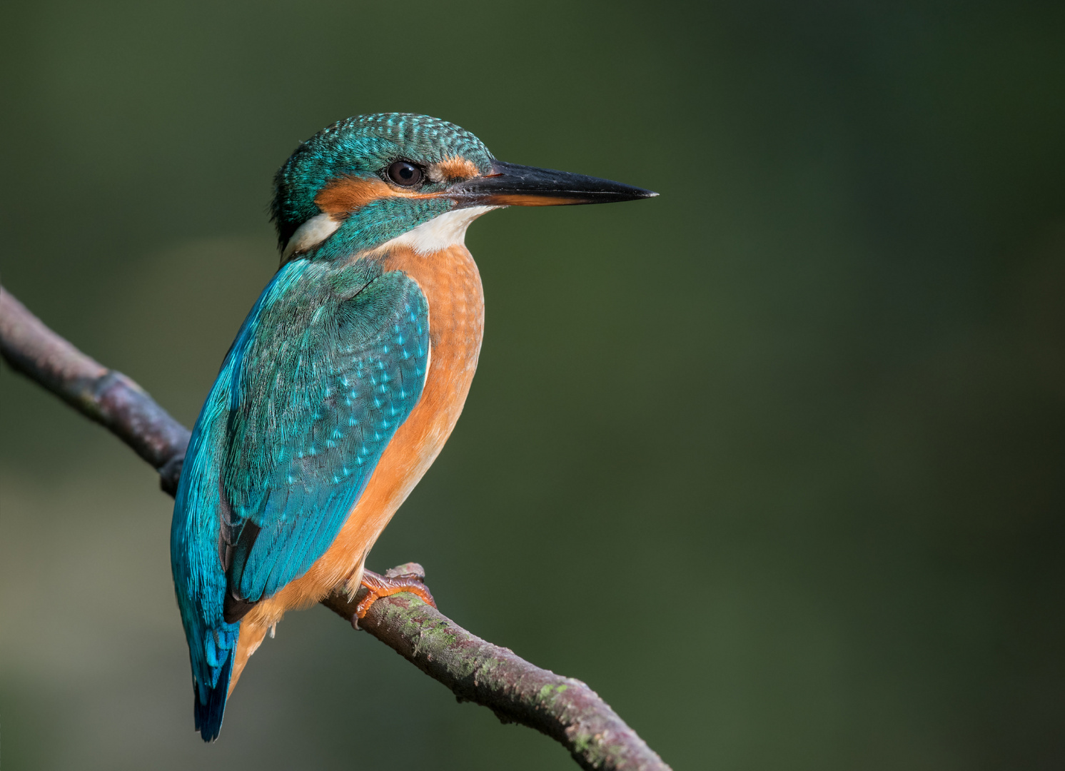 Eisvogel (Alcedo atthis)