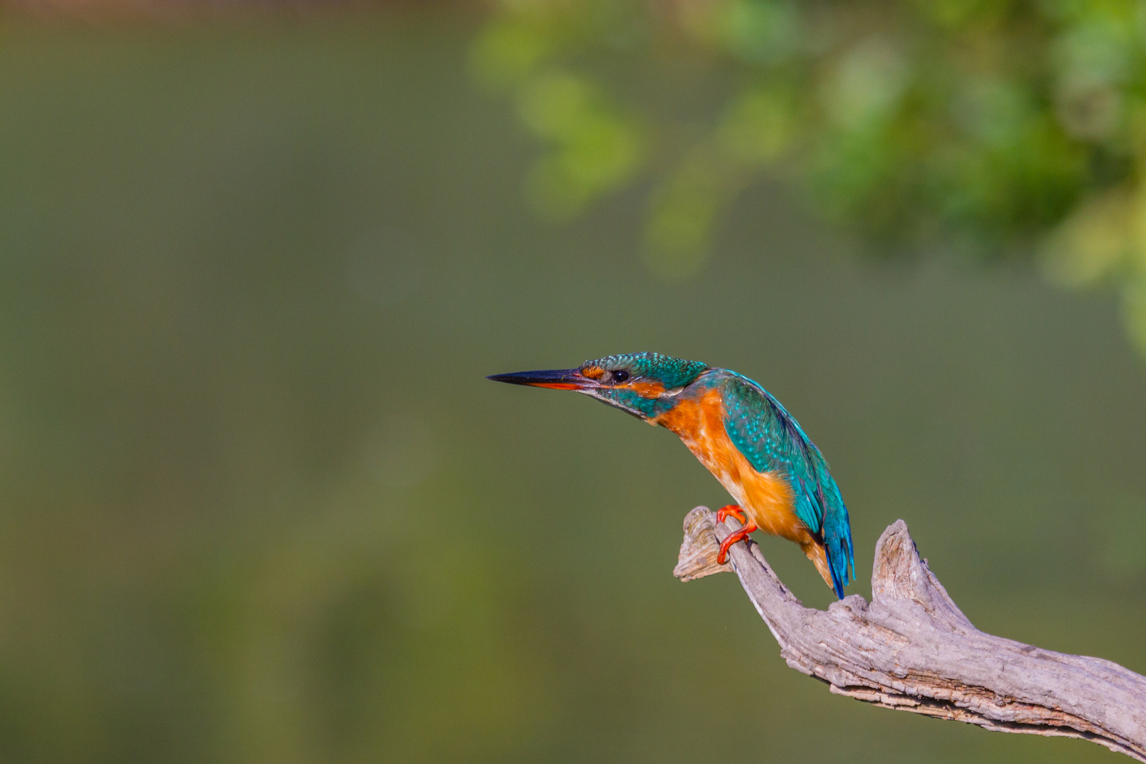 Eisvogel (Alcedo atthis)