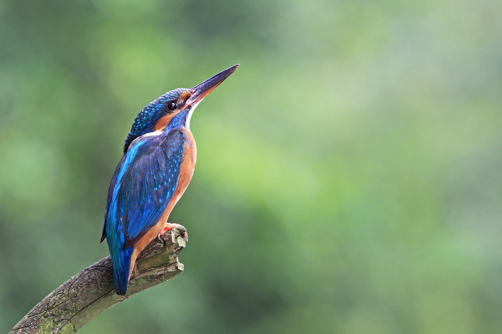 Eisvogel - alcedo atthis