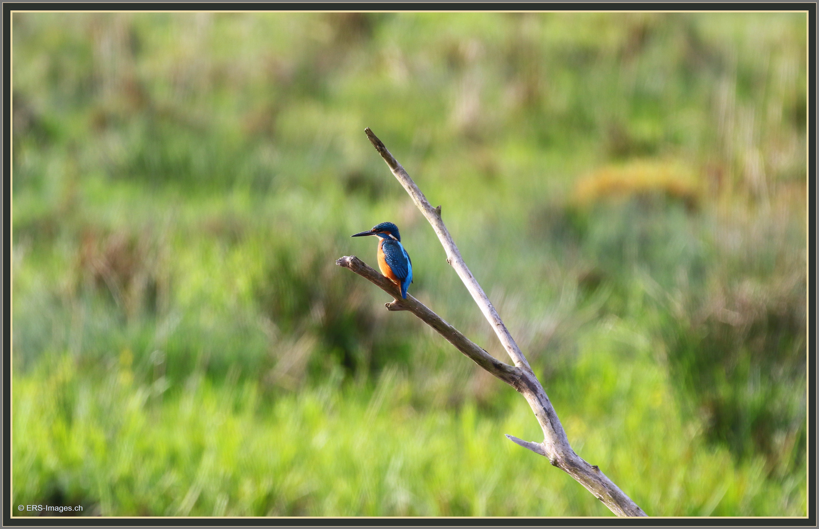 Eisvogel (Alcedo atthis) Flachsee, Rottenschwil 2022-11-21 236 (35) ©