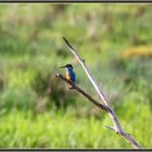 Eisvogel (Alcedo atthis) Flachsee, Rottenschwil 2022-11-21 236 (35) ©