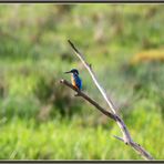 Eisvogel (Alcedo atthis) Flachsee, Rottenschwil 2022-11-21 236 (35) ©