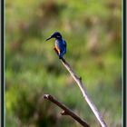 Eisvogel (Alcedo atthis) Flachsee, Rottenschwil 2022-11-21 236 (48) ©