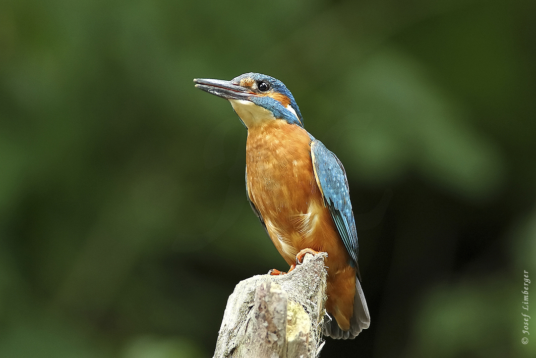  Eisvogel (Alcedo atthis) Foto&Copyright Josef Limberger 