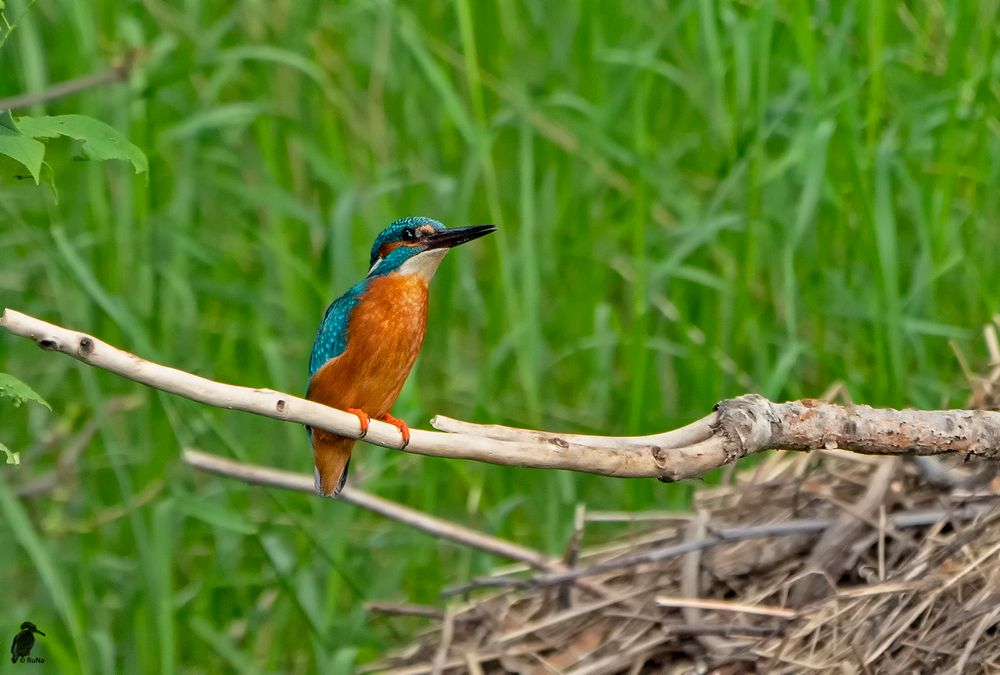 Eisvogel - Alcedo atthis III