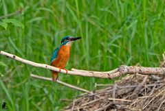 Eisvogel - Alcedo atthis III