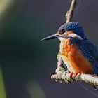 Eisvogel (Alcedo atthis) - In der wärmenden Morgensonne.