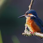 Eisvogel (Alcedo atthis) - In der wärmenden Morgensonne.