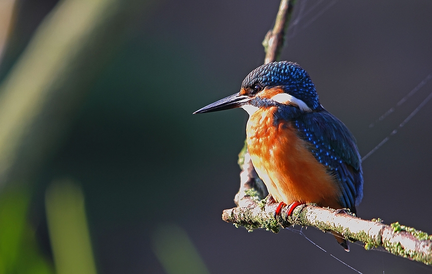 Eisvogel (Alcedo atthis) - In der wärmenden Morgensonne.