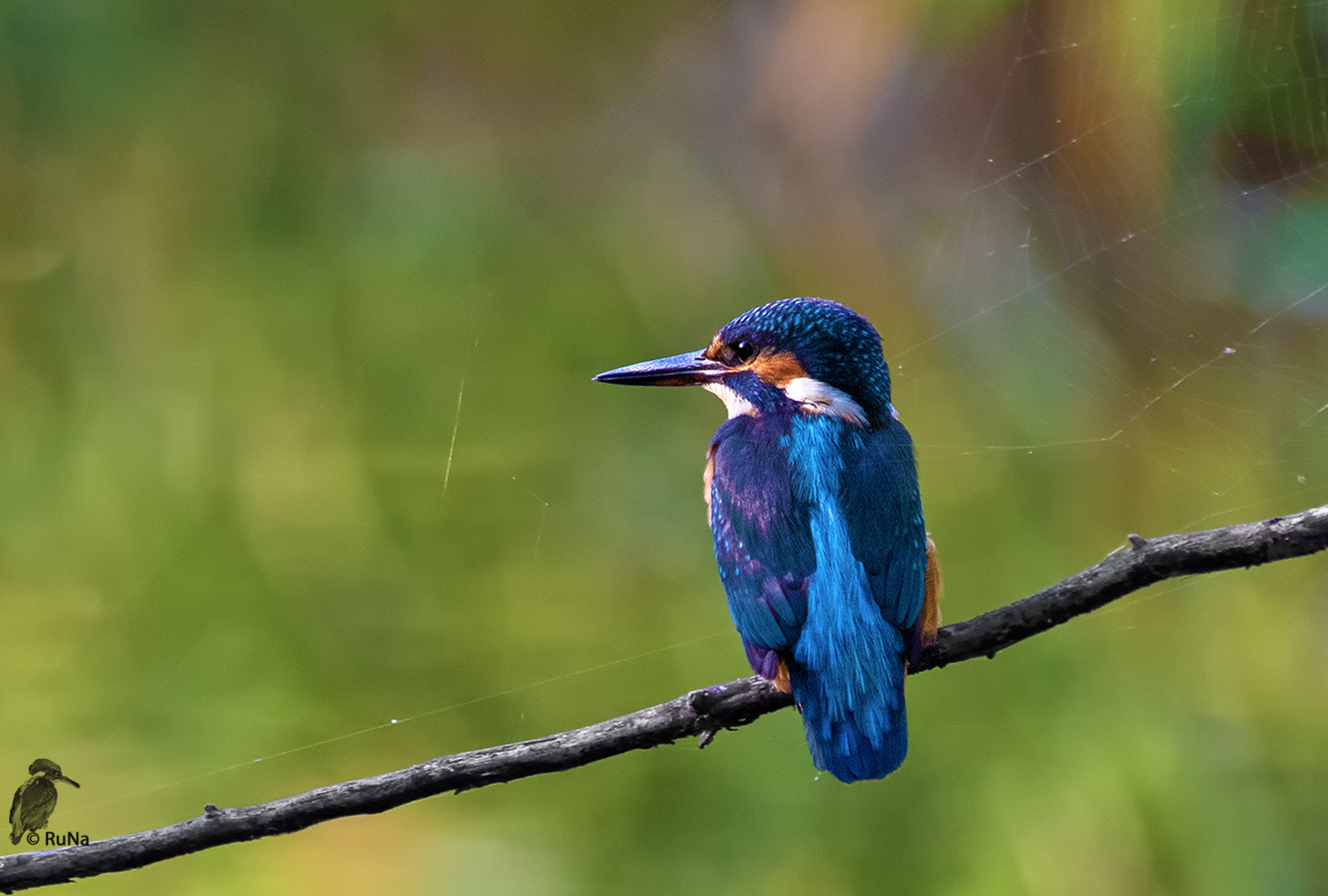 Eisvogel - Alcedo atthis IV