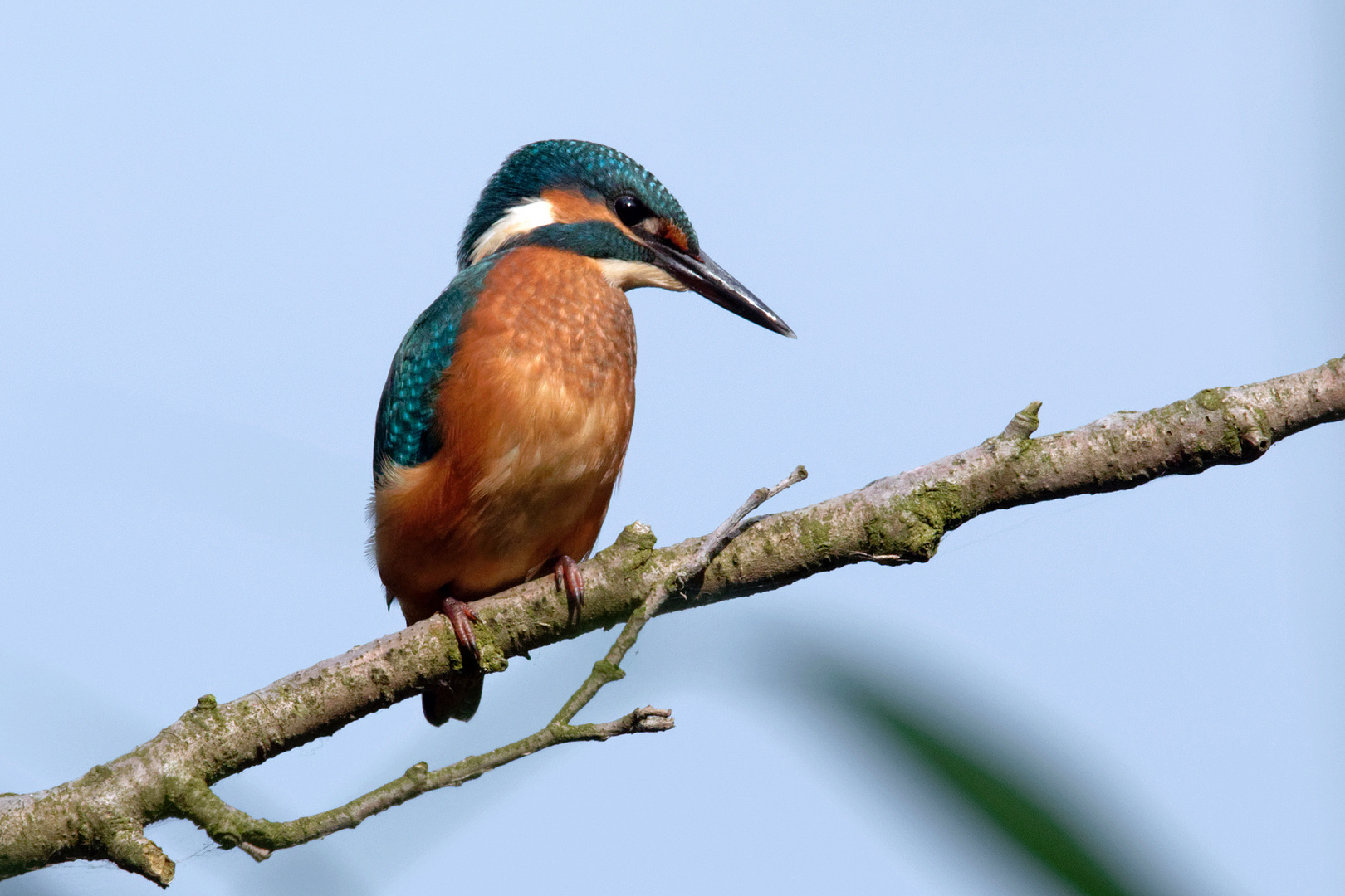 Eisvogel  Alcedo atthis, Männchen