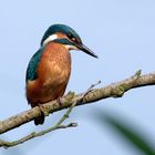 Eisvogel  Alcedo atthis, Männchen