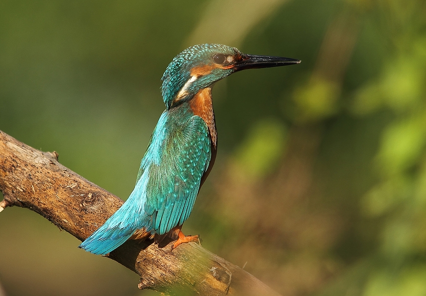 Eisvogel (Alcedo atthis) - männlich (2)