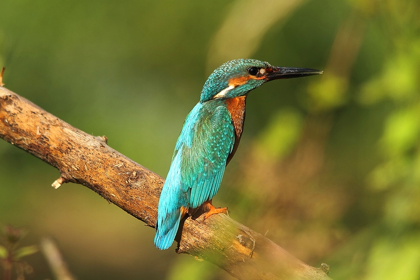 Eisvogel (Alcedo atthis) - männlich