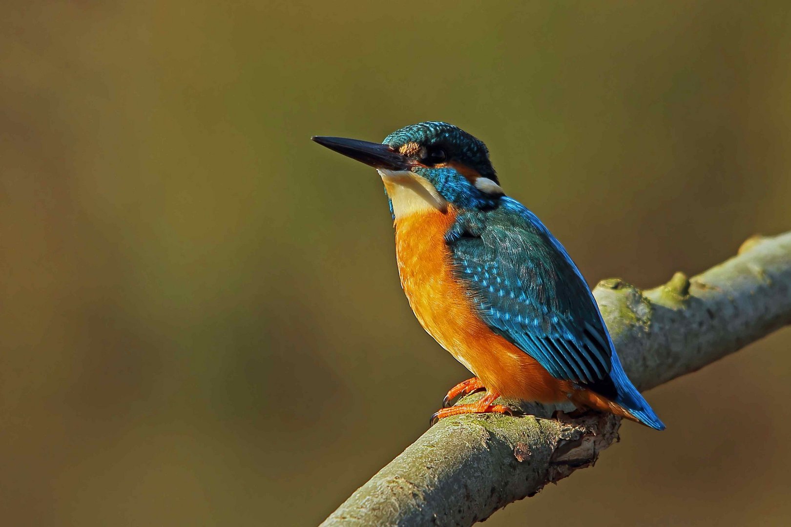 Eisvogel (Alcedo atthis) - männlich