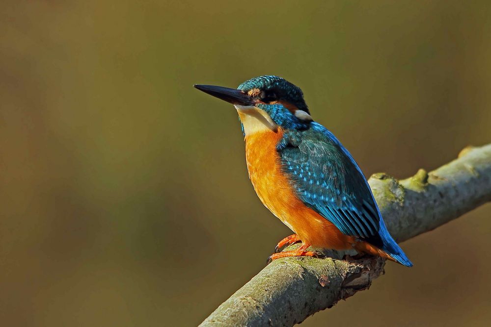 Eisvogel (Alcedo atthis) - männlich