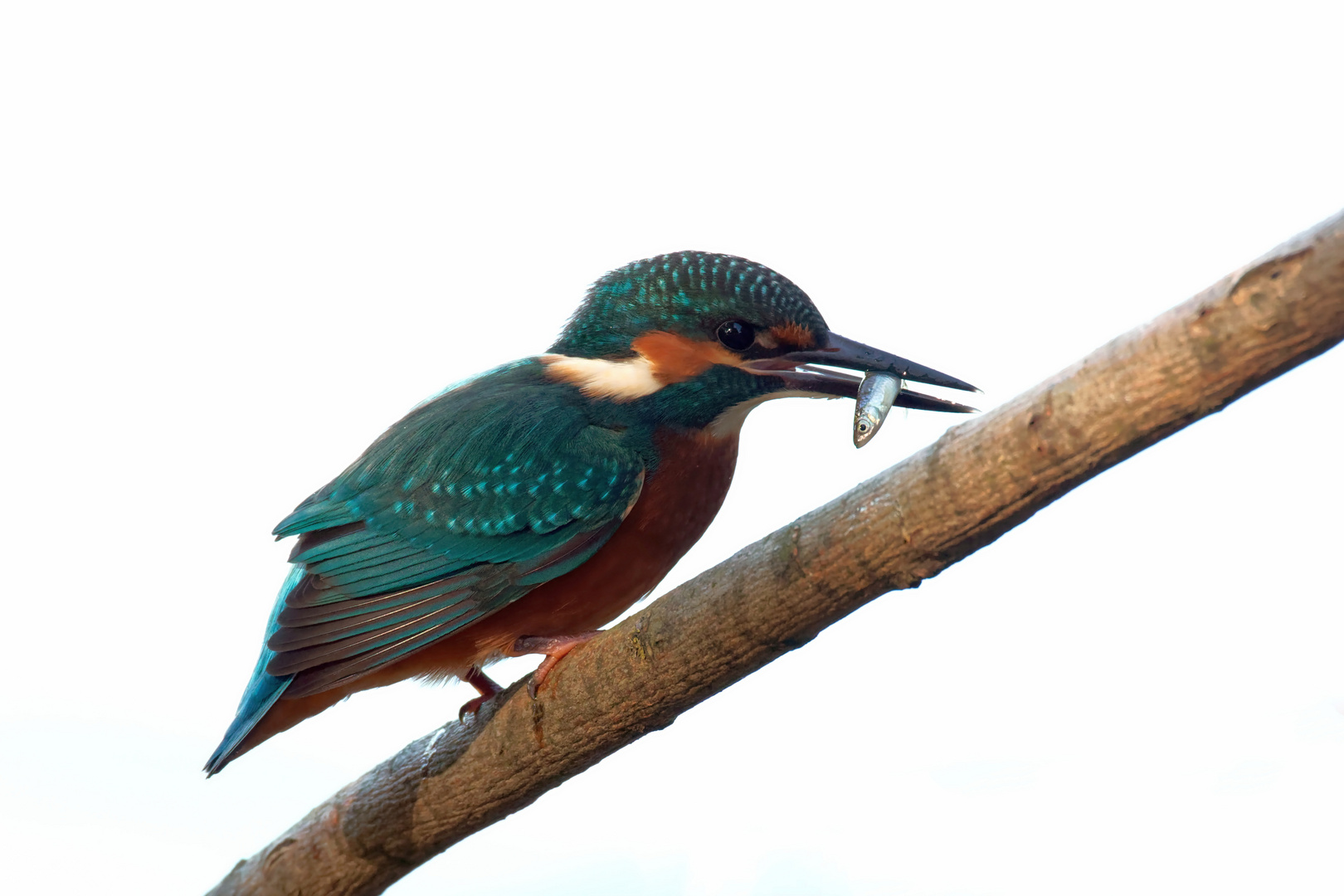 Eisvogel  (Alcedo atthis) mit Beute