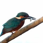 Eisvogel  (Alcedo atthis) mit Beute